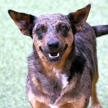Auburn -  Australian Cattle Dog Blue Heeler and Catahoula Leopard Dog Dog for Adoption in Hondo, Texas - Auburn | PetCurious