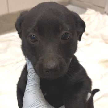 Terrier and Cattle Dog Dogs Available for Adoption in Nashville, Tennessee - Cadbury | PetCurious