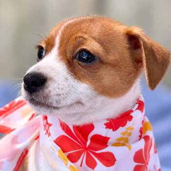 Fate -  Jack Russell Terrier and Rat Terrier Dog for Adoption in Boerne, Texas - Fate | PetCurious