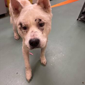 Snowball -  Mixed Breed Dog for Adoption in Memphis, Tennessee - Snowball | PetCurious