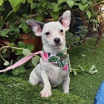 Dachshund and Chihuahua Dogs Available for Adoption in Carmel Hamlet, New York - Zas | PetCurious