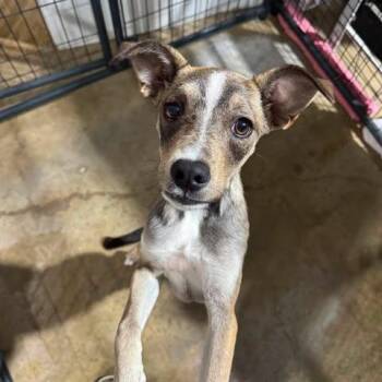 Felicity -  Pit Bull Terrier and Mixed Breed Dog Available for Adoption in TIMBERCRK CYN, Texas - Felicity | PetCurious
