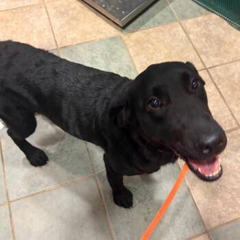 Quinn -  Mixed Breed Dog for Adoption in Chattanooga, Tennessee - Quinn | PetCurious
