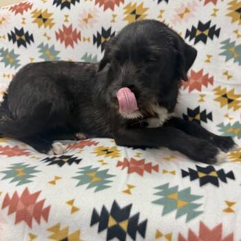 Terrier Dogs Available for Adoption - Melody | PetCurious