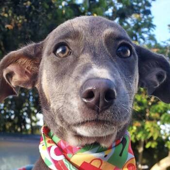 Labrador Retriever and Australian Shepherd Dogs Available for Adoption in New York, New York - MOLLY JELLYBEAN (out Of Town) | PetCurious