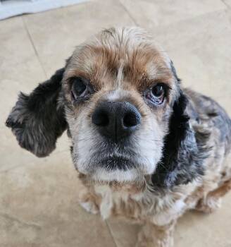 King -  Cocker Spaniel Dog for Adoption in Plano, Texas - King | PetCurious