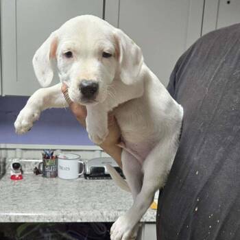 Spinach -  Hound Dog for Adoption in Springboro, Ohio - Spinach | PetCurious