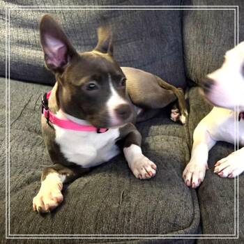 American Staffordshire Terrier and Mixed Breed Dogs Available for Adoption - Pickle Aka Rinder | PetCurious