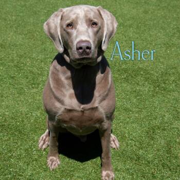 Labrador Retriever Dogs Available for Adoption in Parkersburg, West Virginia - Asher | PetCurious