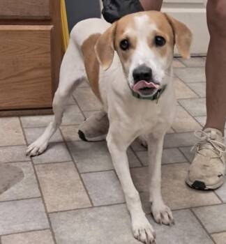 Wally -  Hound Dog for Adoption in Hollister, Missouri - Wally | PetCurious