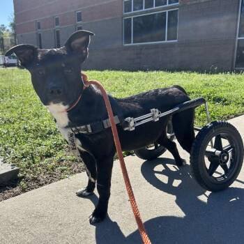 Mixed Breed Dogs Available for Adoption - Waddles | PetCurious