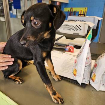 Bruno -  Rat Terrier Dog for Adoption in Montgomery, Alabama - Bruno | PetCurious