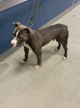 Pit Bull Terrier Dogs Available for Adoption - SAMMY | PetCurious