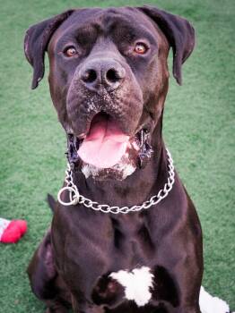 Rescue Great Dane and Mastiff Dogs for Adoption in Phoenix, Arizona - Raisin | PetCurious