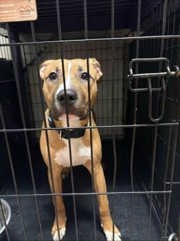 Pit Bull Terrier Dogs Available for Adoption - Bandit | PetCurious