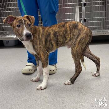 Flarry -  Shepherd and Plott Hound Dog for Adoption in Washington, District Of Columbia - Flarry | PetCurious