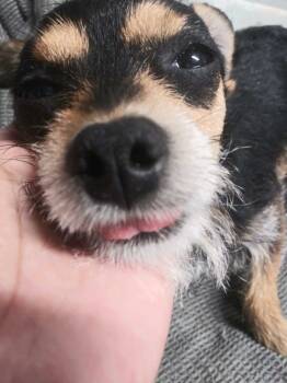 Rescue Terrier and Chihuahua Dogs for Adoption in San Diego, California - Nacho | PetCurious