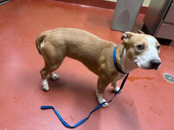 Mira -  Mixed Breed Dog for Adoption in Douglasville, Georgia - Mira | PetCurious