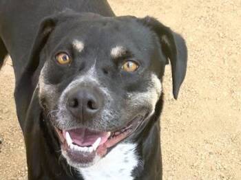 Pauline -  Mixed Breed Dog for Adoption in Georgetown, Texas - Pauline | PetCurious