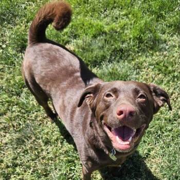 Scooby -  Chocolate Labrador Retriever and Mixed Breed Dog for Adoption in Murray, Utah - Scooby | PetCurious