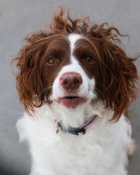 Finnly -  English Springer Spaniel Dog for Adoption in St. Ignace, Michigan - Finnly | PetCurious