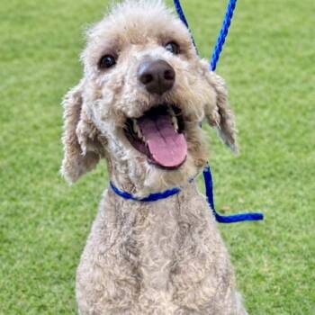 Poodle and Golden Retriever Dogs Available for Adoption - Robbie 02-1825 | PetCurious