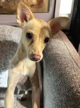 Zinnia -  Chihuahua Dog for Adoption in Sumter, South Carolina - Zinnia | PetCurious