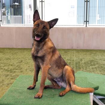 Wolfe -  Belgian Shepherd Malinois and Mixed Breed Dog for Adoption in Los Angeles, California - Wolfe | PetCurious