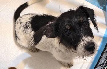 Twizzler -  Dachshund Dog for Adoption in New Baltimore, Michigan - Twizzler | PetCurious