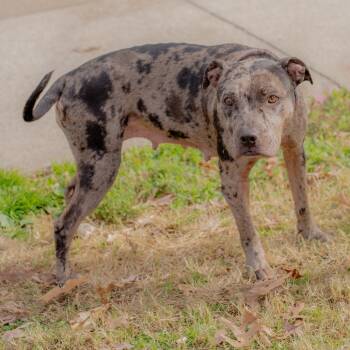 Rescue Mixed Breed Dogs for Adoption in Winston-salem, North Carolina - Mocha | PetCurious