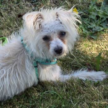 ROSIE - BR -  Yorkshire Terrier and Chihuahua Dog for Adoption in Burlington, Washington - ROSIE - BR | PetCurious