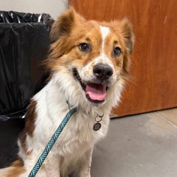 Snuggles -  Collie Dog for Adoption in Yuma, Arizona - Snuggles | PetCurious
