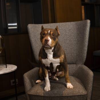 Rescue Pit Bull Terrier Dogs for Adoption in York, Pennsylvania - Reign | PetCurious