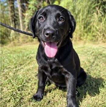 Luna -  Labrador Retriever Dog for Adoption in Foley, Alabama - Luna | PetCurious