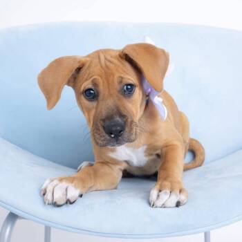 Coco -  American Staffordshire Terrier Dog for Adoption in Salem, New Hampshire - Coco | PetCurious