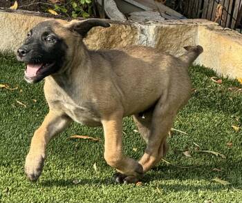 Rescue Belgian Shepherd Malinois Dogs for Adoption in Williston, Vermont - Leroy | PetCurious