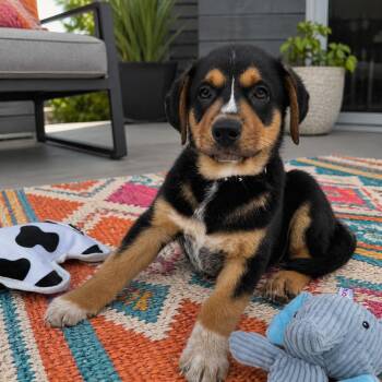 Blake -  Shepherd Dog for Adoption in Seguin, Texas - Blake | PetCurious
