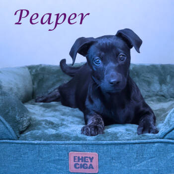 Rescue Chihuahua and Dachshund Dogs for Adoption in Lebanon, Tennessee - Peaper D25-189 | PetCurious