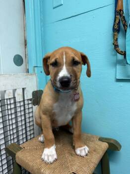 Rescue Terrier and Labrador Retriever Dogs for Adoption in Boerne, Texas - Paxton | PetCurious