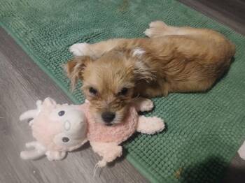 Allie (Alice) -  Maltese and Chihuahua Dog for Adoption in Gilmer, Texas - Allie (Alice) | PetCurious