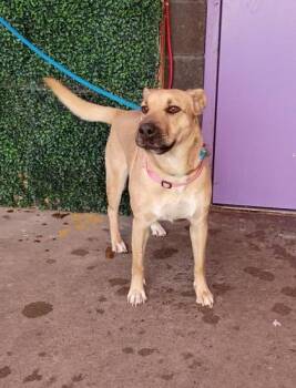 61724935 -  Retriever and Mixed Breed Dog for Adoption in El Paso, Texas - 61724935 | PetCurious