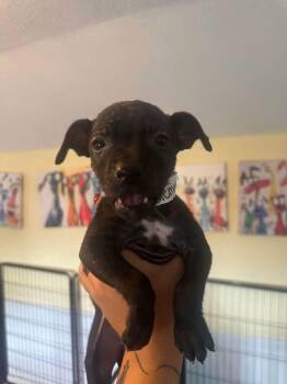 Clementine -  American Bulldog Dog for Adoption in Lakeland, Florida - Clementine | PetCurious