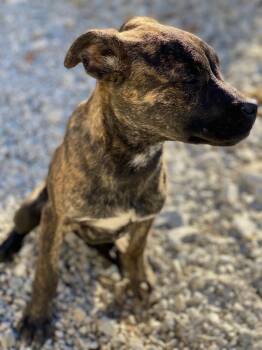 Maze -  Mountain Cur Dog for Adoption in Morgantown, Kentucky - Maze | PetCurious