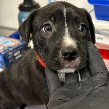 Forky -  Labrador Retriever and Mixed Breed Dog for Adoption in Yuma, Arizona - Forky | PetCurious