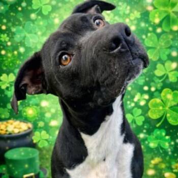 Black Labrador Retriever and Basset Hound Dogs Available for Adoption - Dudley | PetCurious