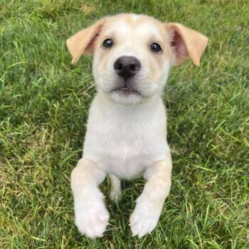 Boone -  Mixed Breed Dog for Adoption in Lenexa, Kansas - Boone | PetCurious