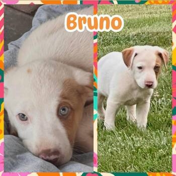 Bruno -  Labrador Retriever Dog for Adoption in Ringwood, New Jersey - Bruno | PetCurious