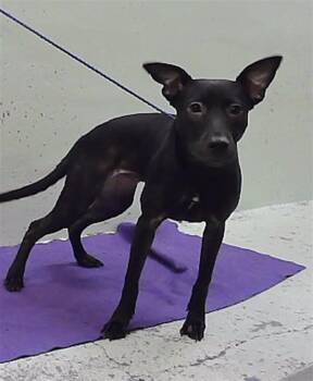 DIAMOND -  Labrador Retriever Dog for Adoption in Houston, Texas - DIAMOND | PetCurious