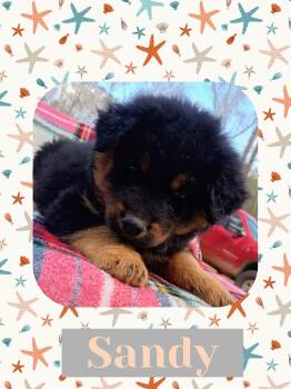 Australian Shepherd and Labrador Retriever Dogs Available for Adoption - Sandy | PetCurious