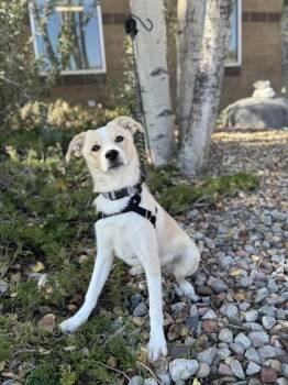 Rocky -  Border Collie Dog for Adoption in Eagle, Colorado - Rocky | PetCurious